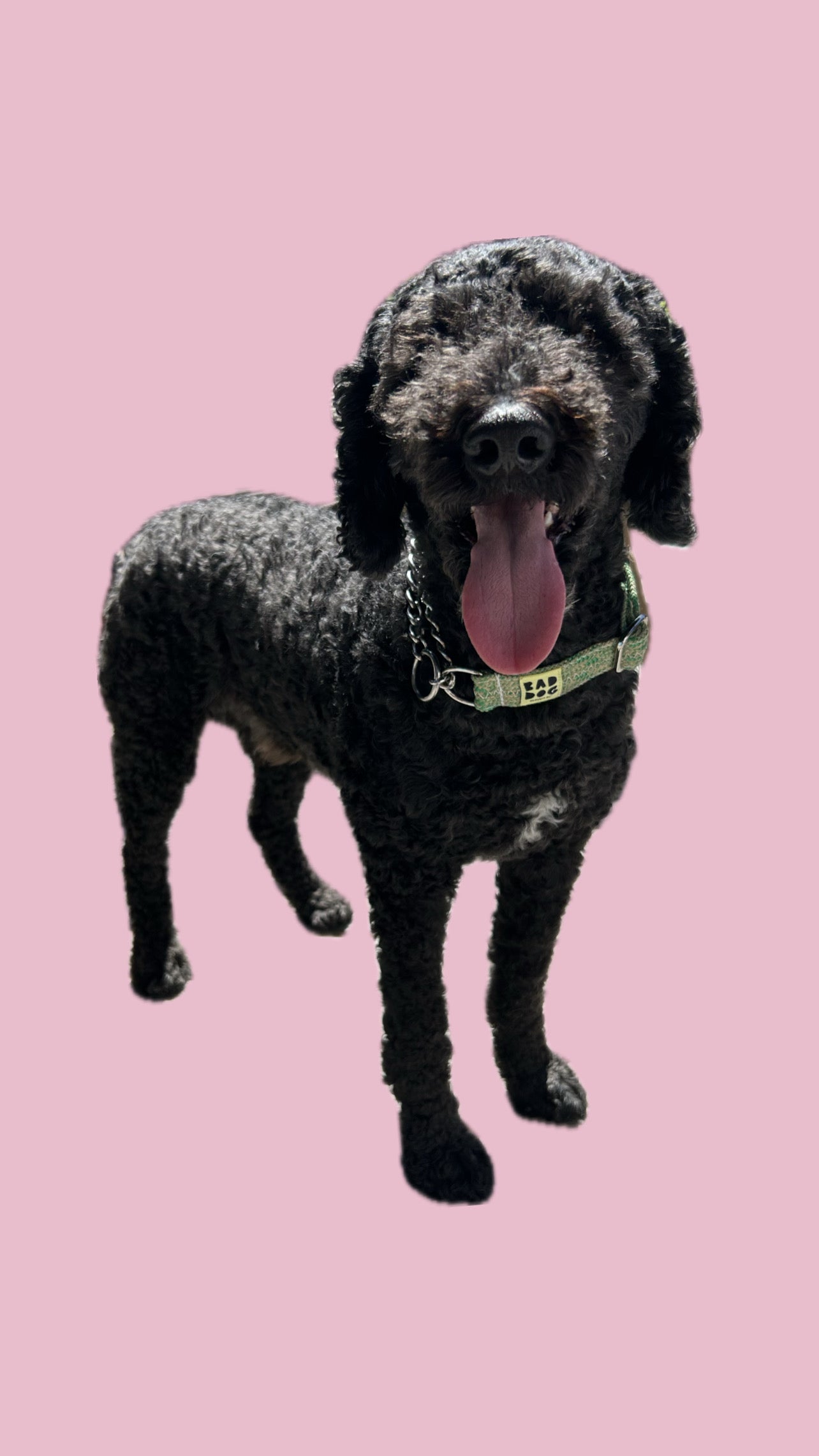 Bad Dog X Bato Upcycle Martingale collar