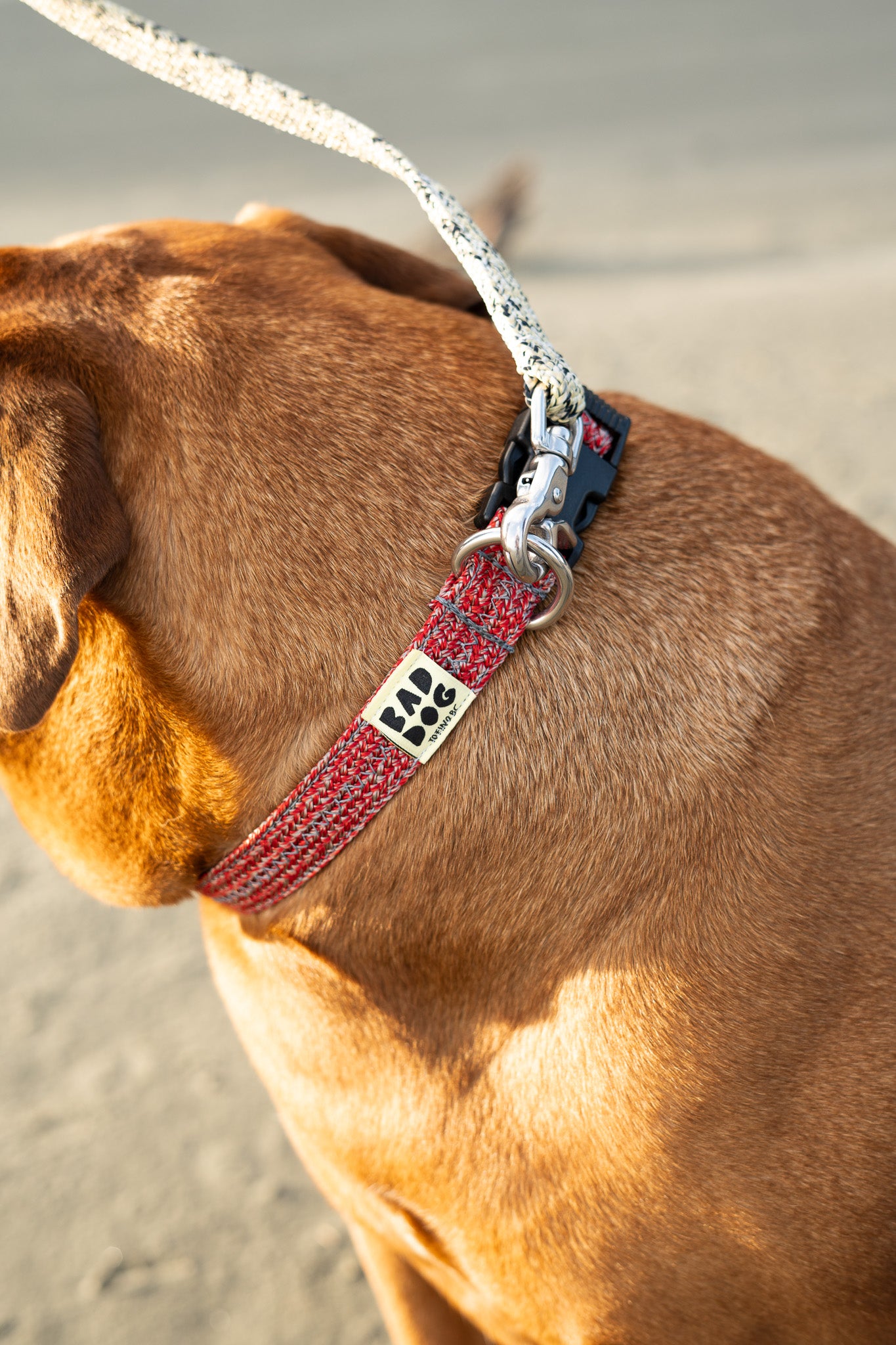 Bad Dog X Bato Collar Large Dogs All Colours