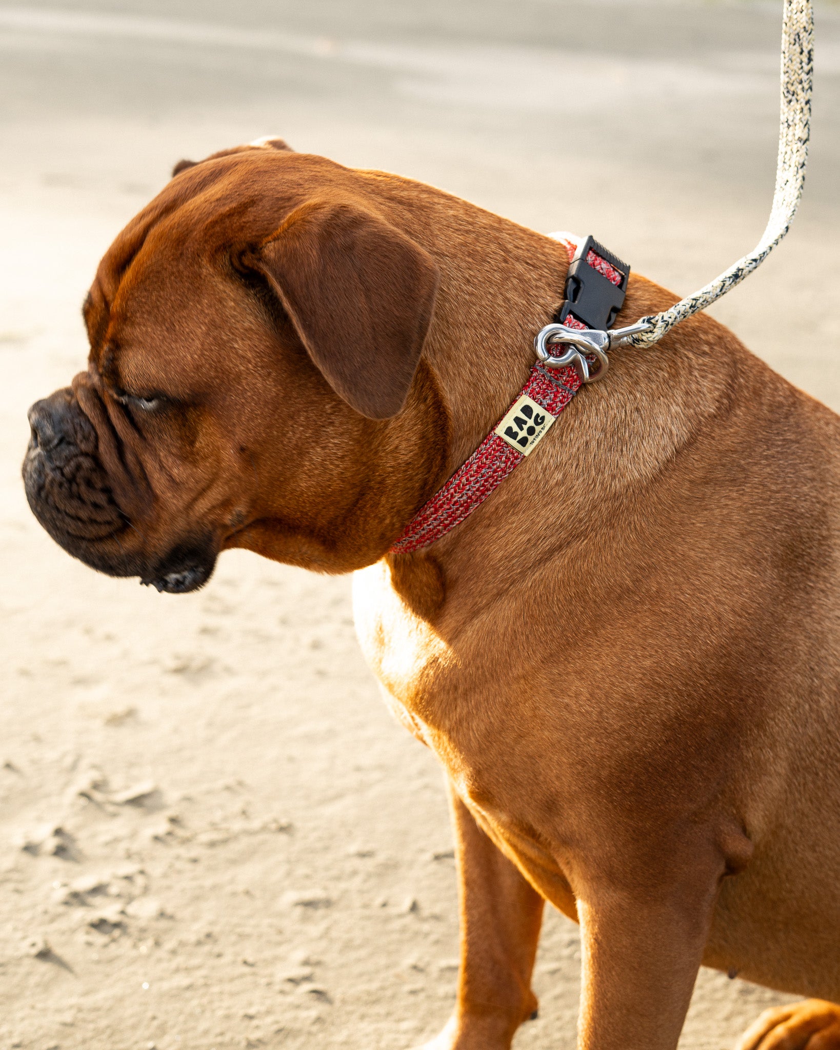 Bad Dog X Bato Collar Large Dogs All Colours