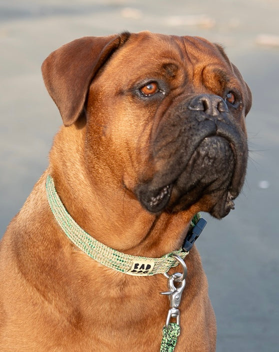 Bad Dog X Bato Collar Large Dogs All Colours