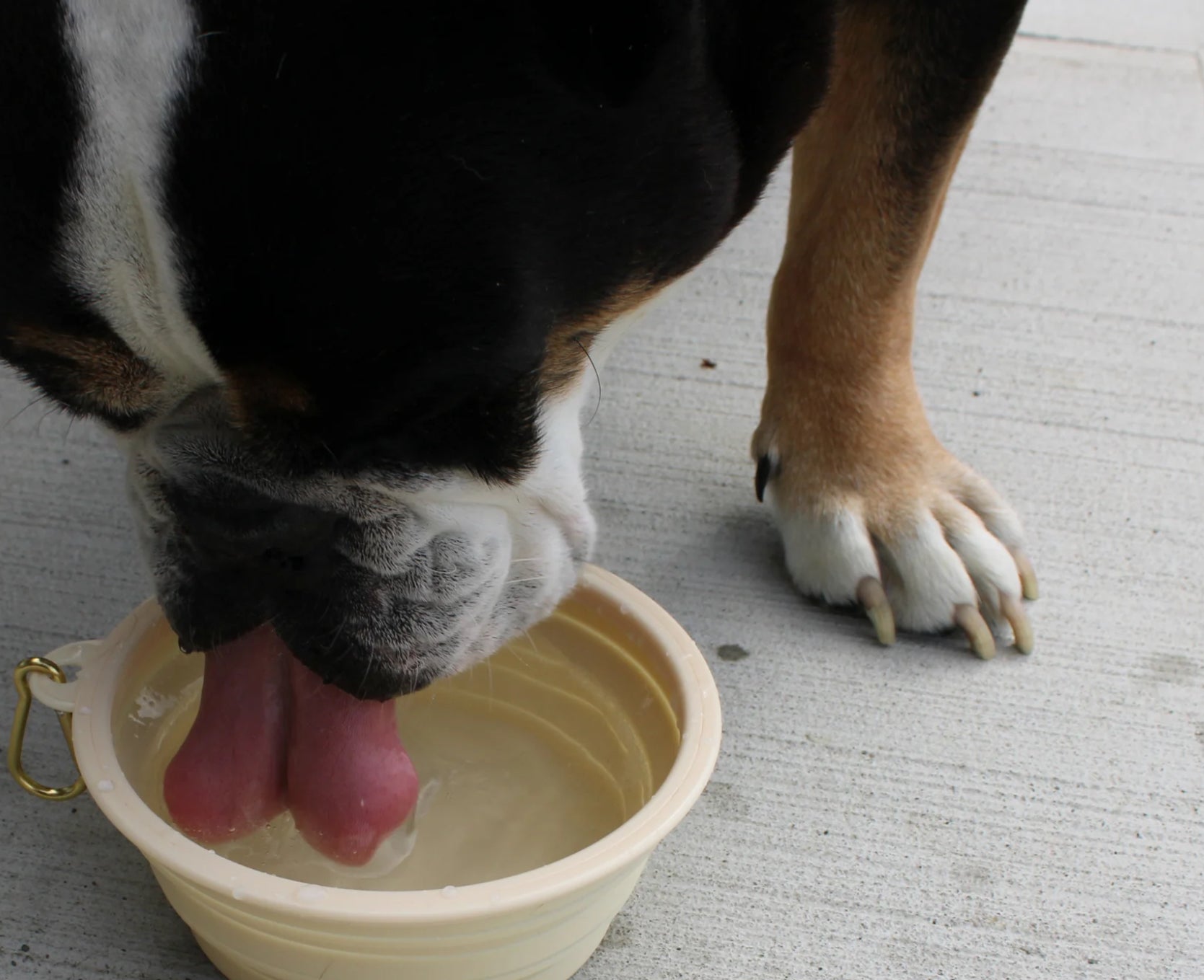 MONTY’S Collapsible Dog Bowls