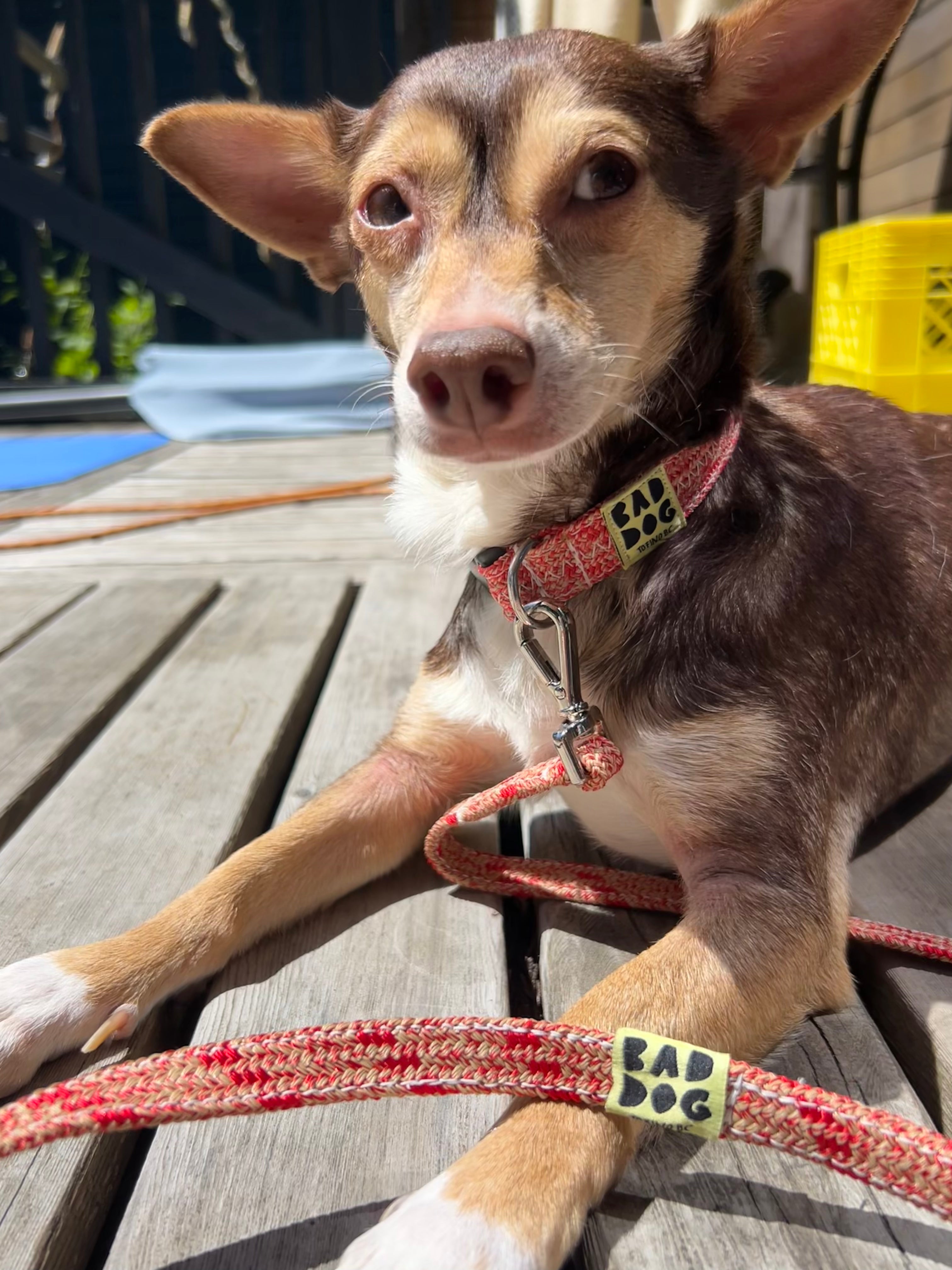 Bad Dog X Bato Small Dog Collar
