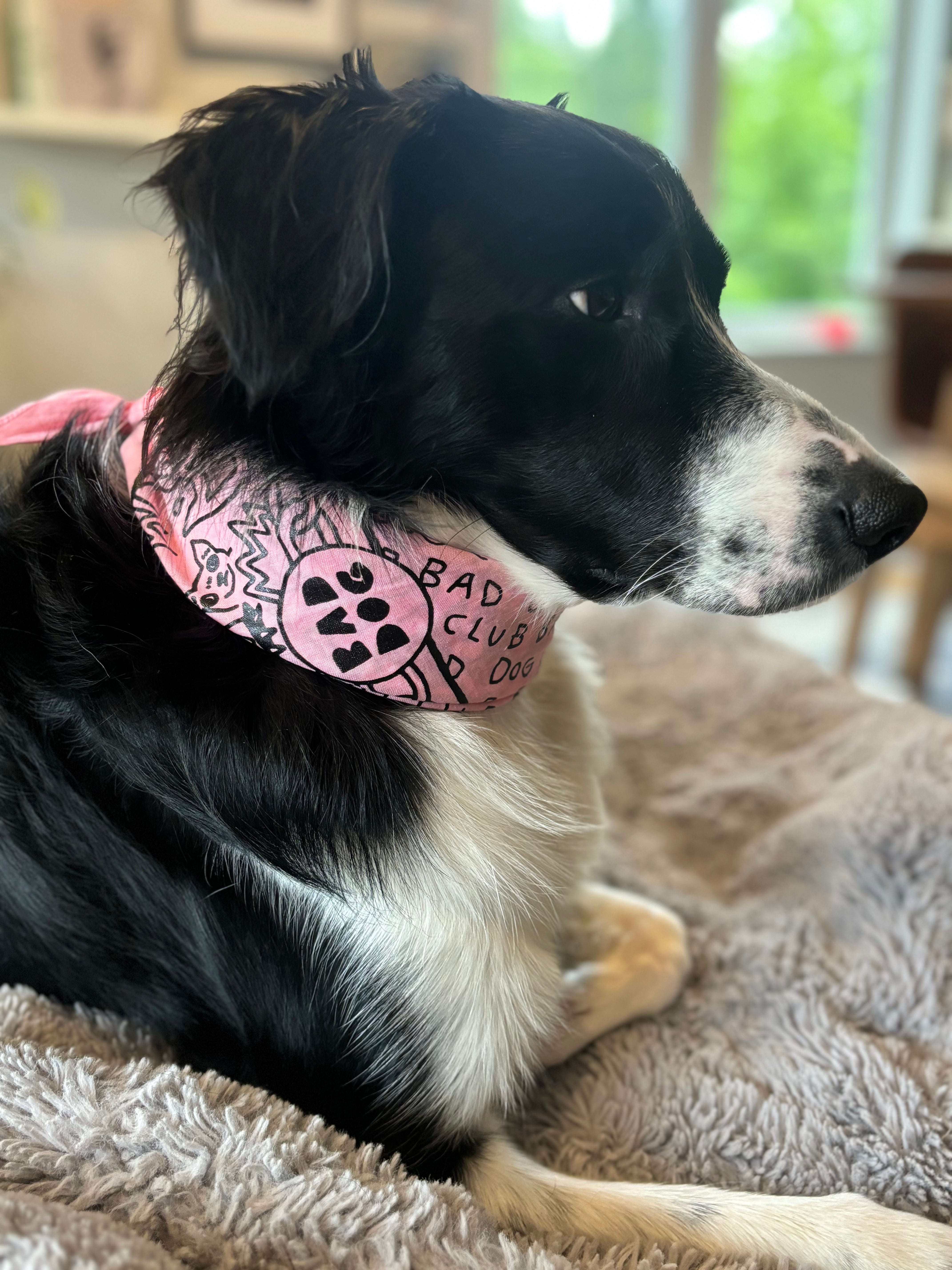 Bad Dog Bandana's 3 Colours