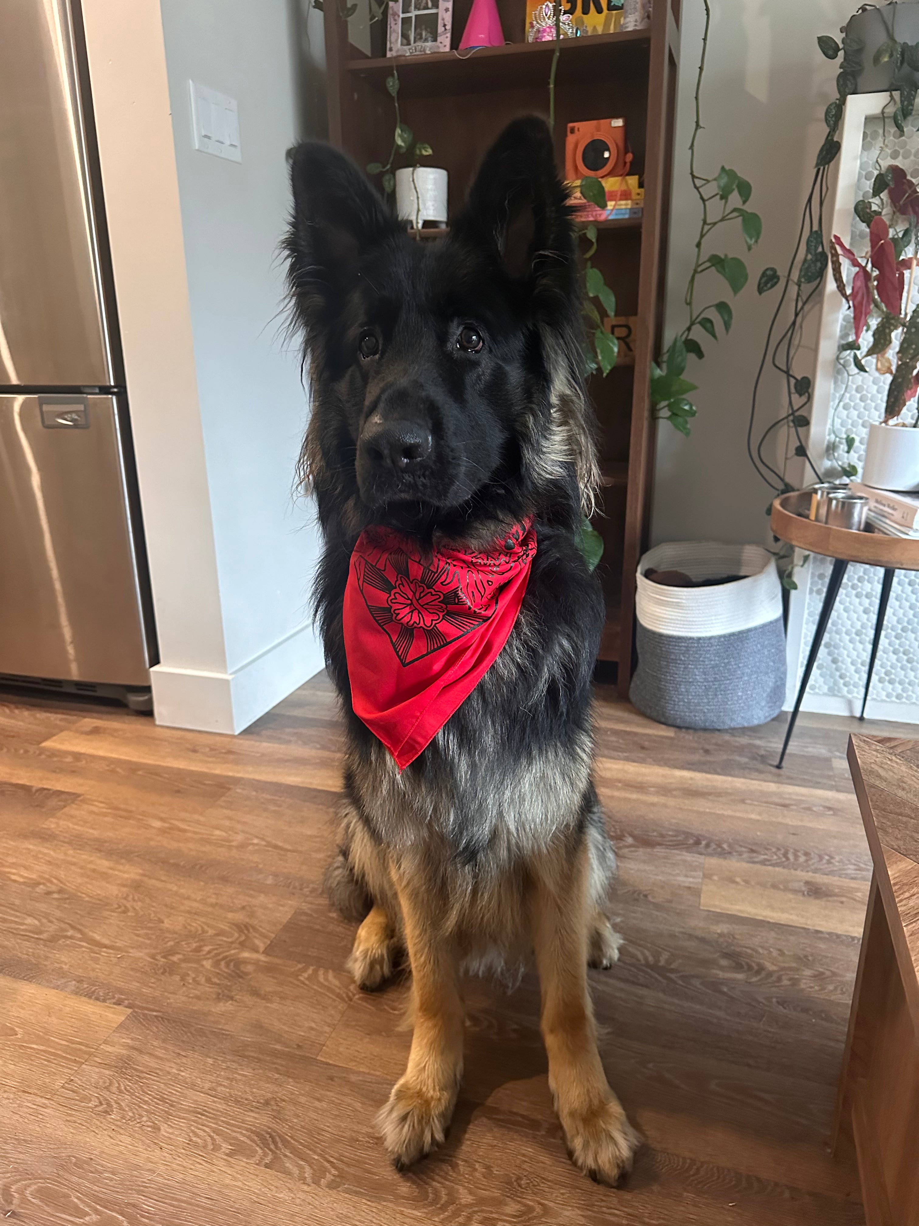 Bad Dog Bandana's 3 Colours