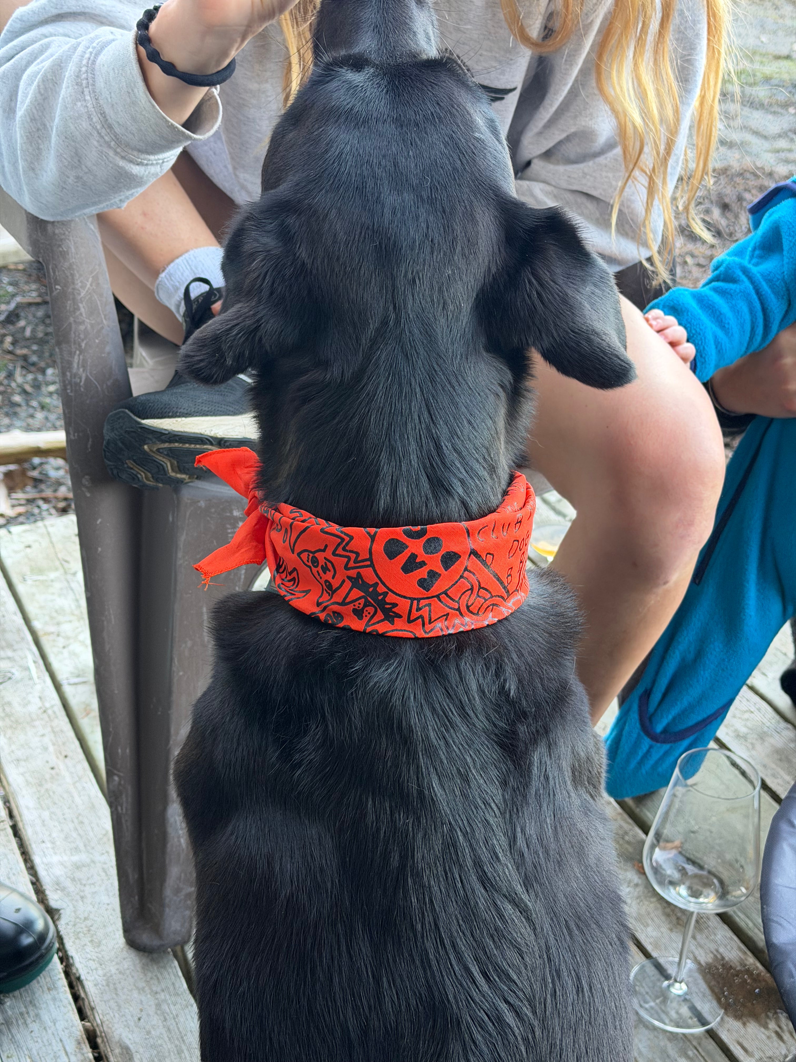 Bad Dog Bandana's