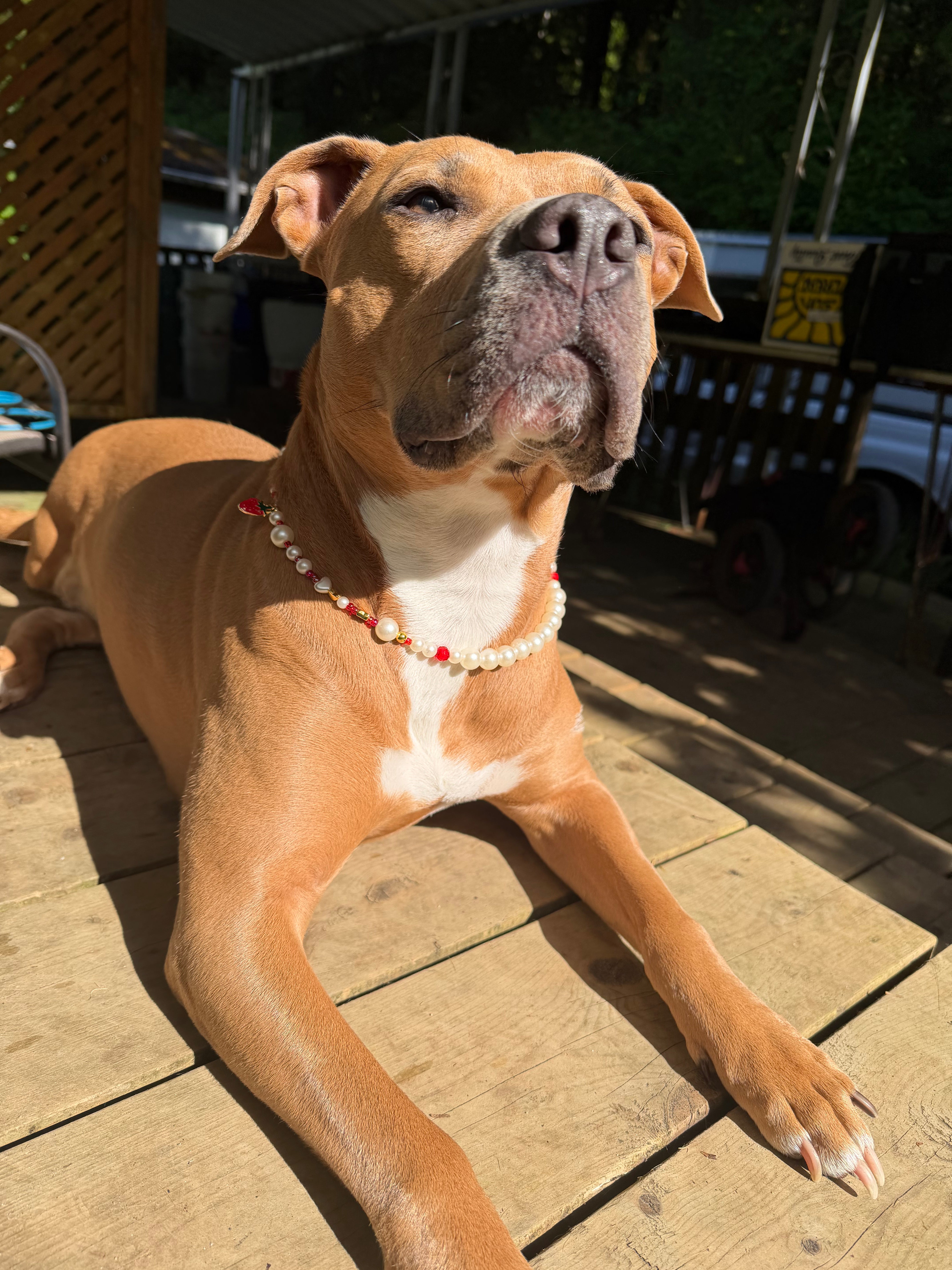 Dog Necklaces Beaded