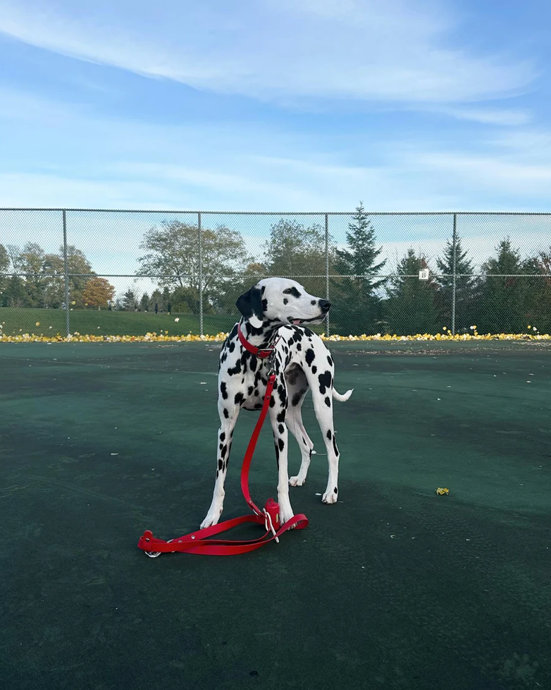 Good boy collective - The Any Way  Leads