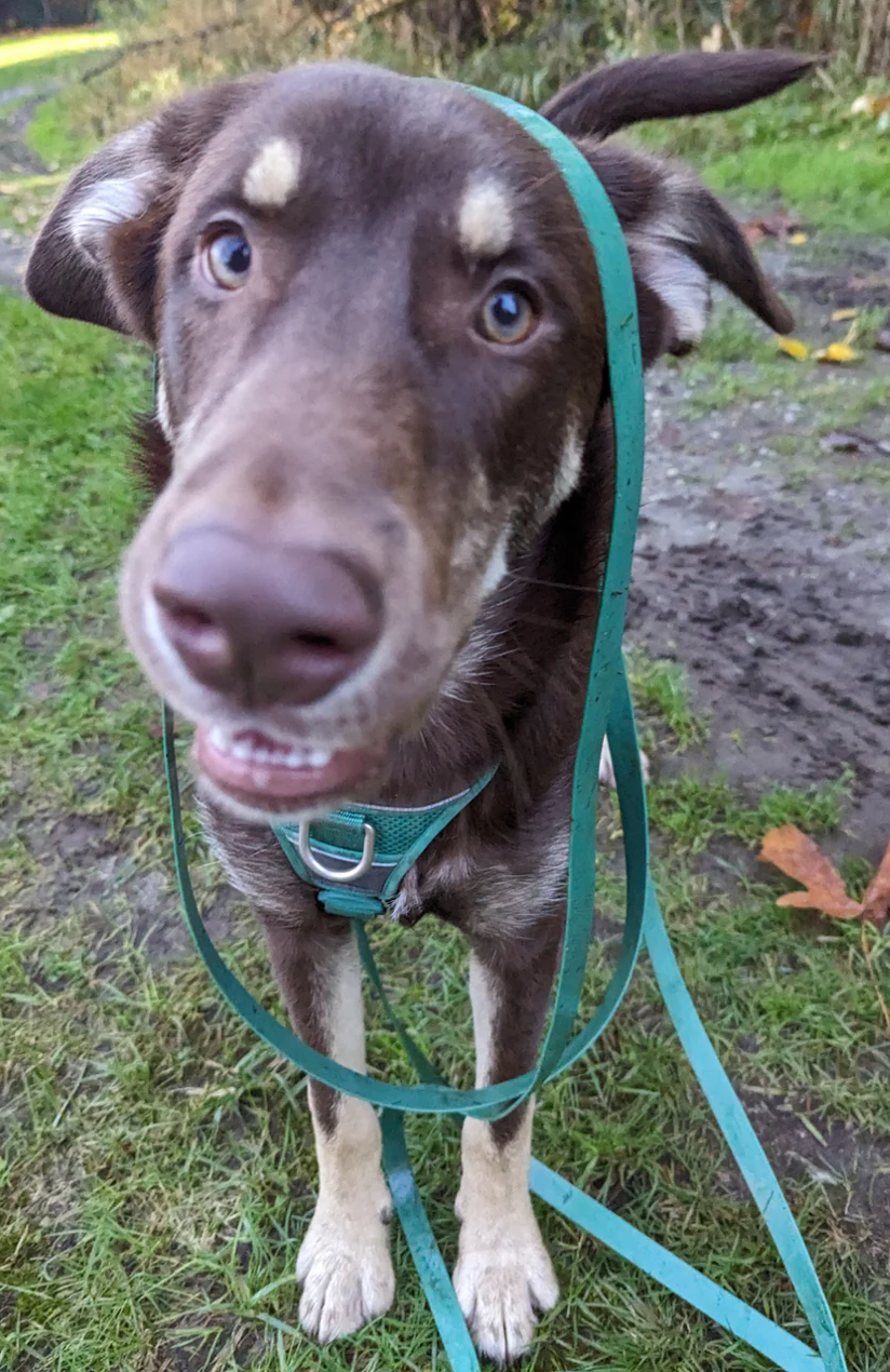 Long Line- Training leashes 30ft